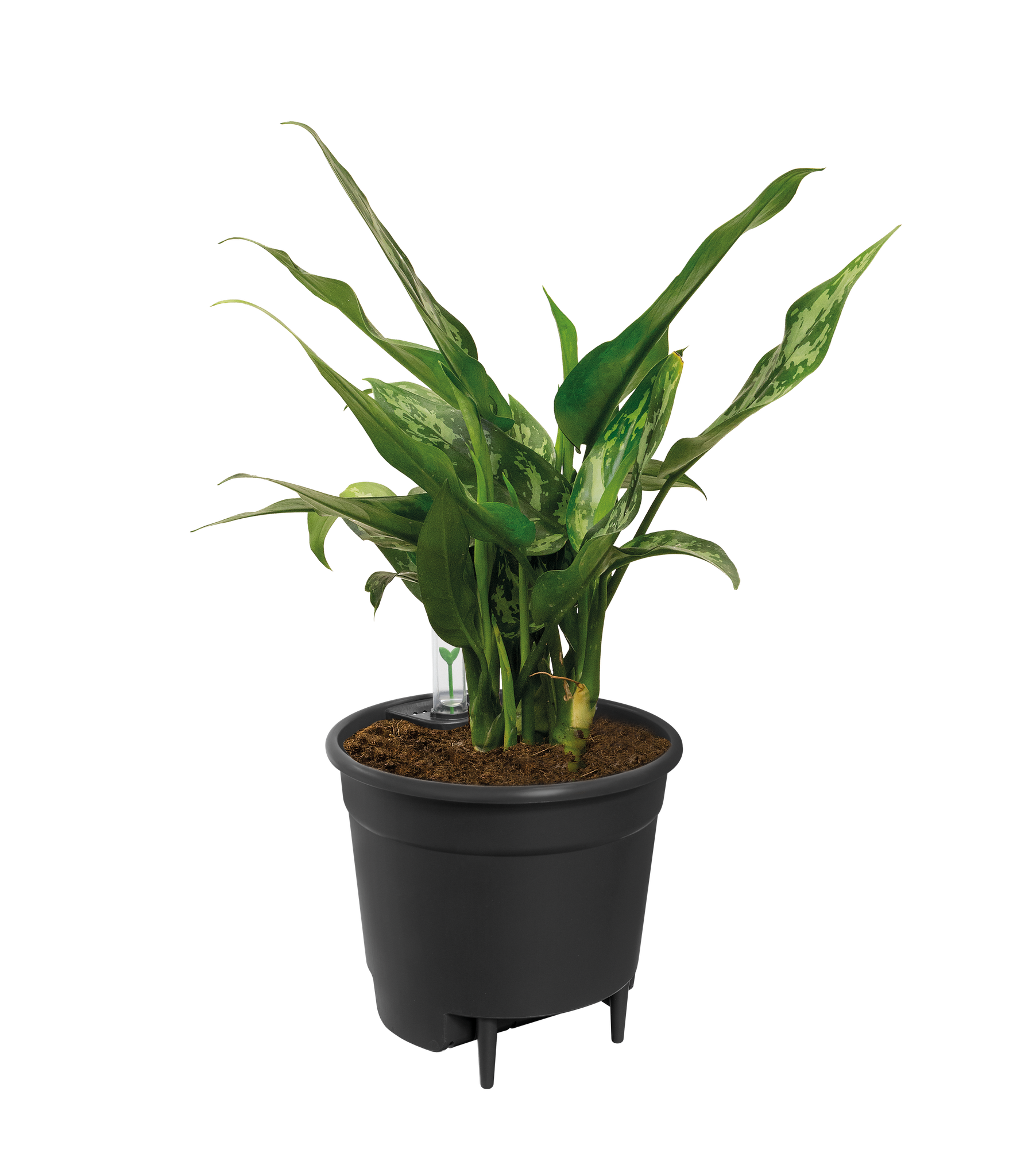 self-watering-insert-17cm-gebruikt – Insert geplaatst in plantenpot met groene kamerplant