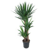 Yucca Elephantipe - 140 cm - ø24 - Plant - plantenmagie