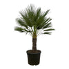 Chamaerops Humilis op stam 150 cm Ø45 cm - Plant - plantenmagie