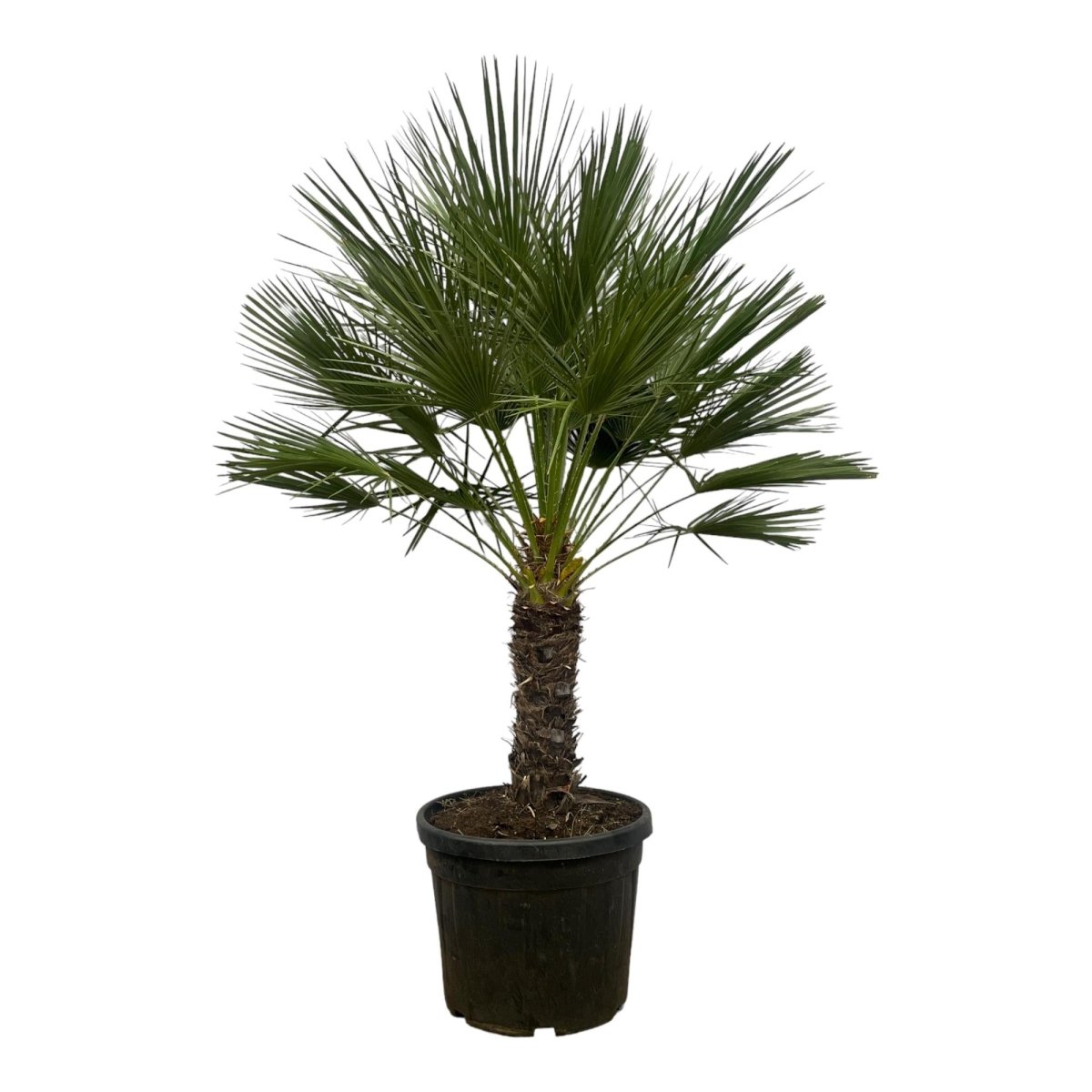 Chamaerops Humilis op stam 150 cm Ø45 cm - Plant - plantenmagie