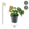 Anthurium Chrystallium - 35 cm - ø12 - Plant - plantenmagie