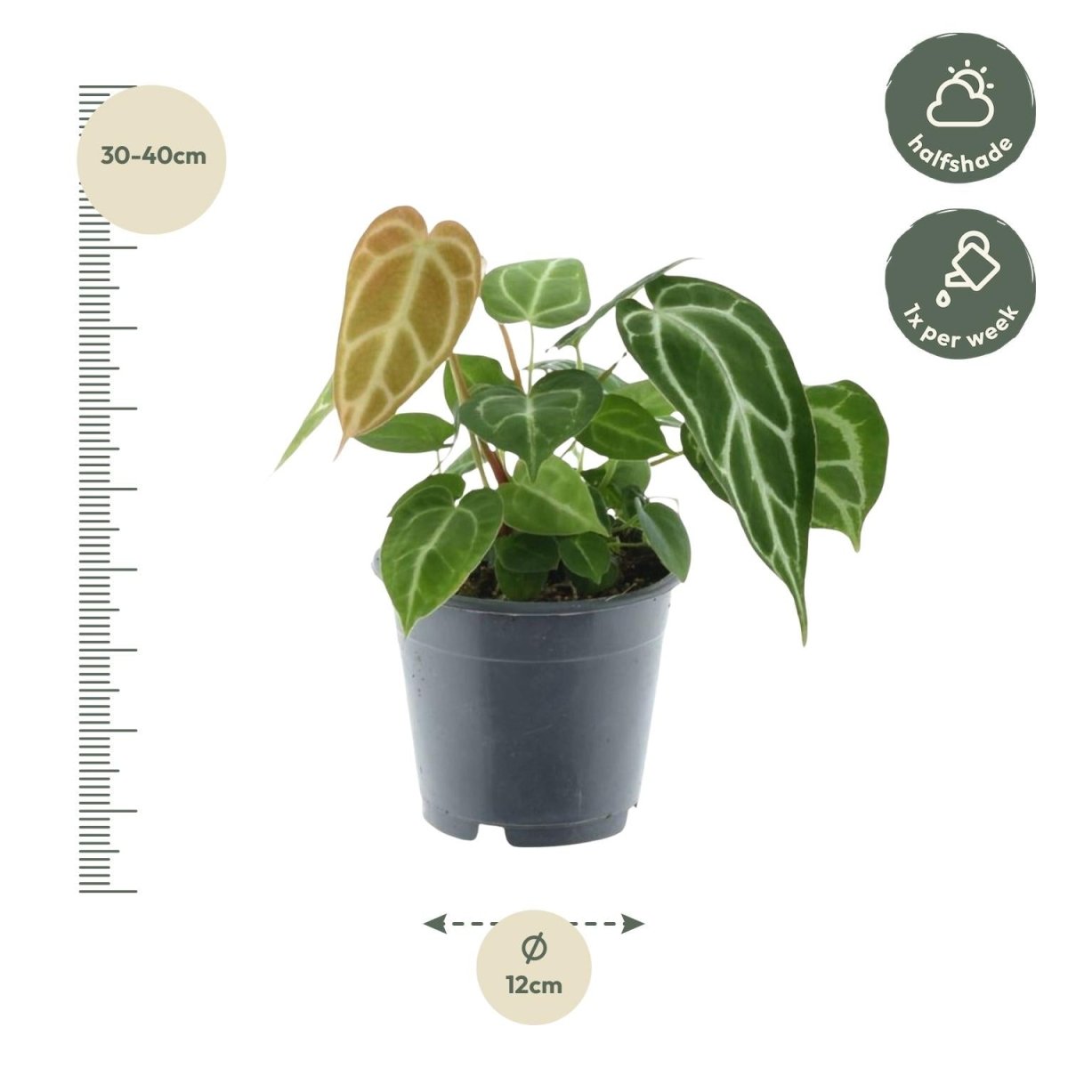 Anthurium Chrystallium - 35 cm - ø12 - Plant - plantenmagie