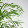 Dypsis Lutescens Goudpalm in natuurlijke plantenmand – woonkamerdecoratie