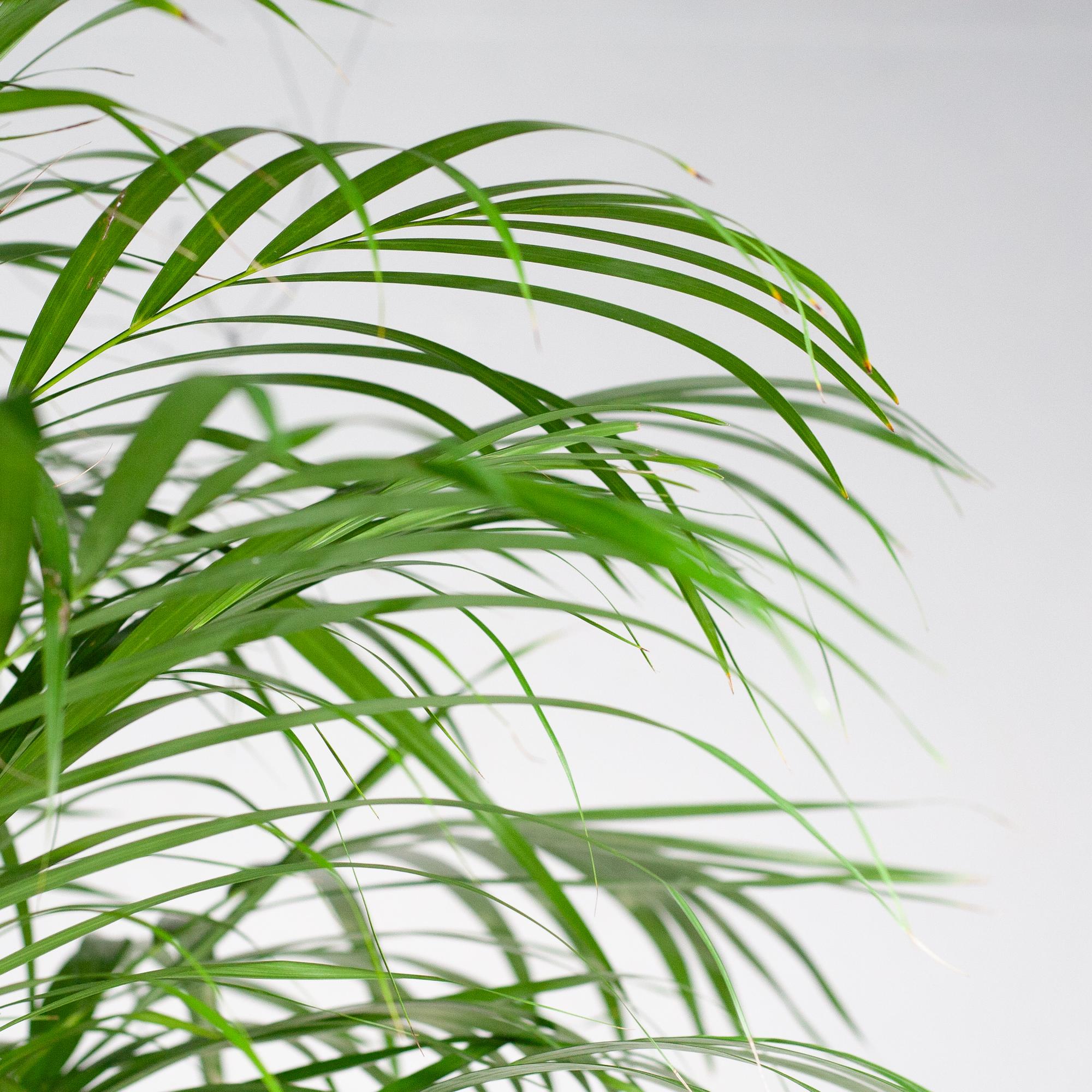 Dypsis Lutescens Goudpalm in natuurlijke plantenmand – woonkamerdecoratie