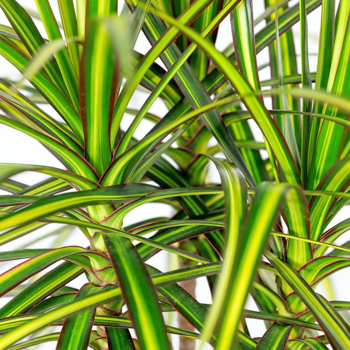 Dracaena Sunray – 90–100 cm - Plant - plantenmagie