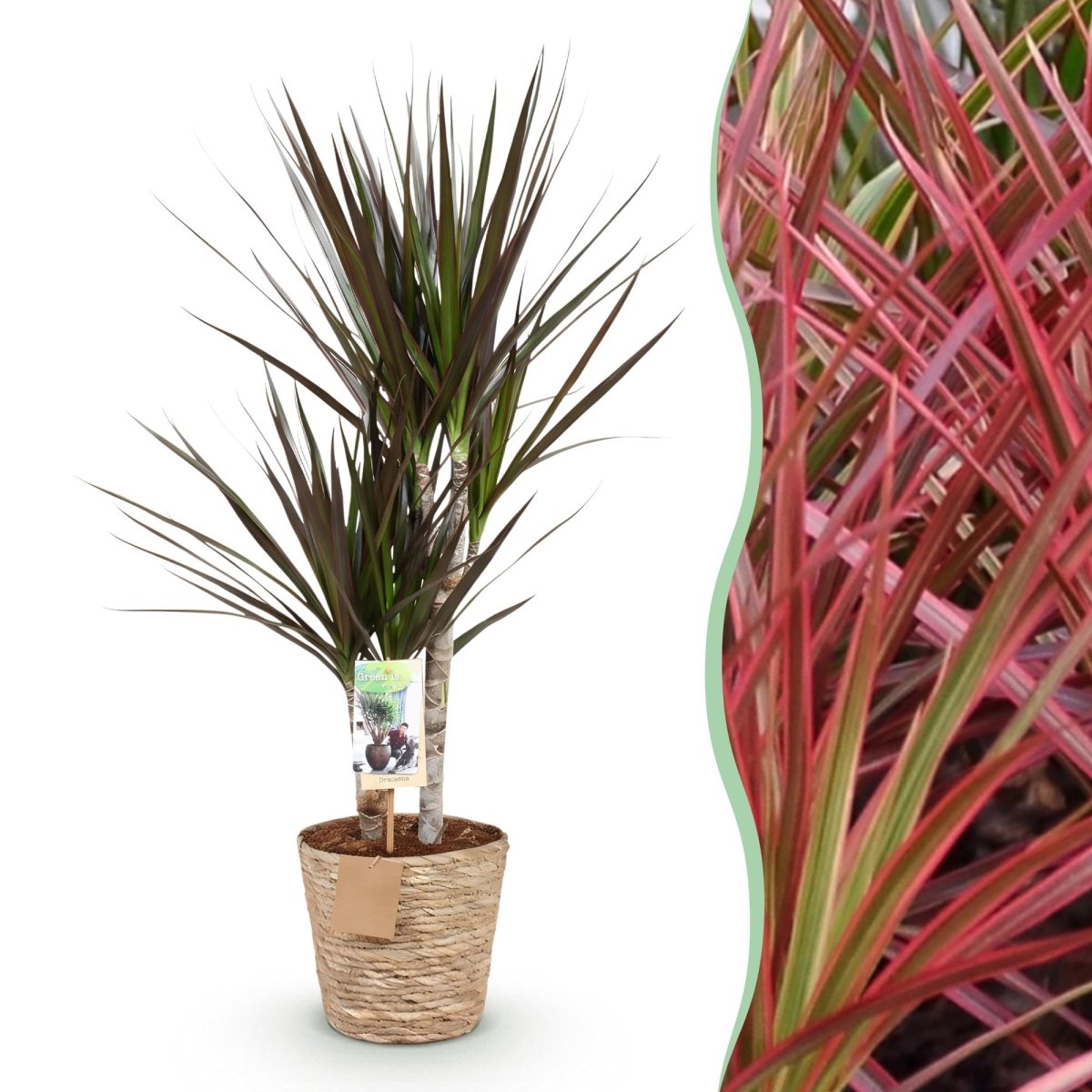 Dracaena Magenta drakenbloedboom 70–80 cm met mand Ø17 cm - Plant - plantenmagie