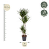 Dracaena Marginata - 180 cm - ø27 - Plant - plantenmagie