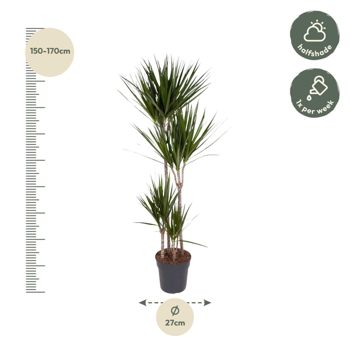 Dracaena Marginata - 180 cm - ø27 - Plant - plantenmagie