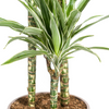 Dracaena Deremensis White Stripe in woonkamerinterieur bij daglicht