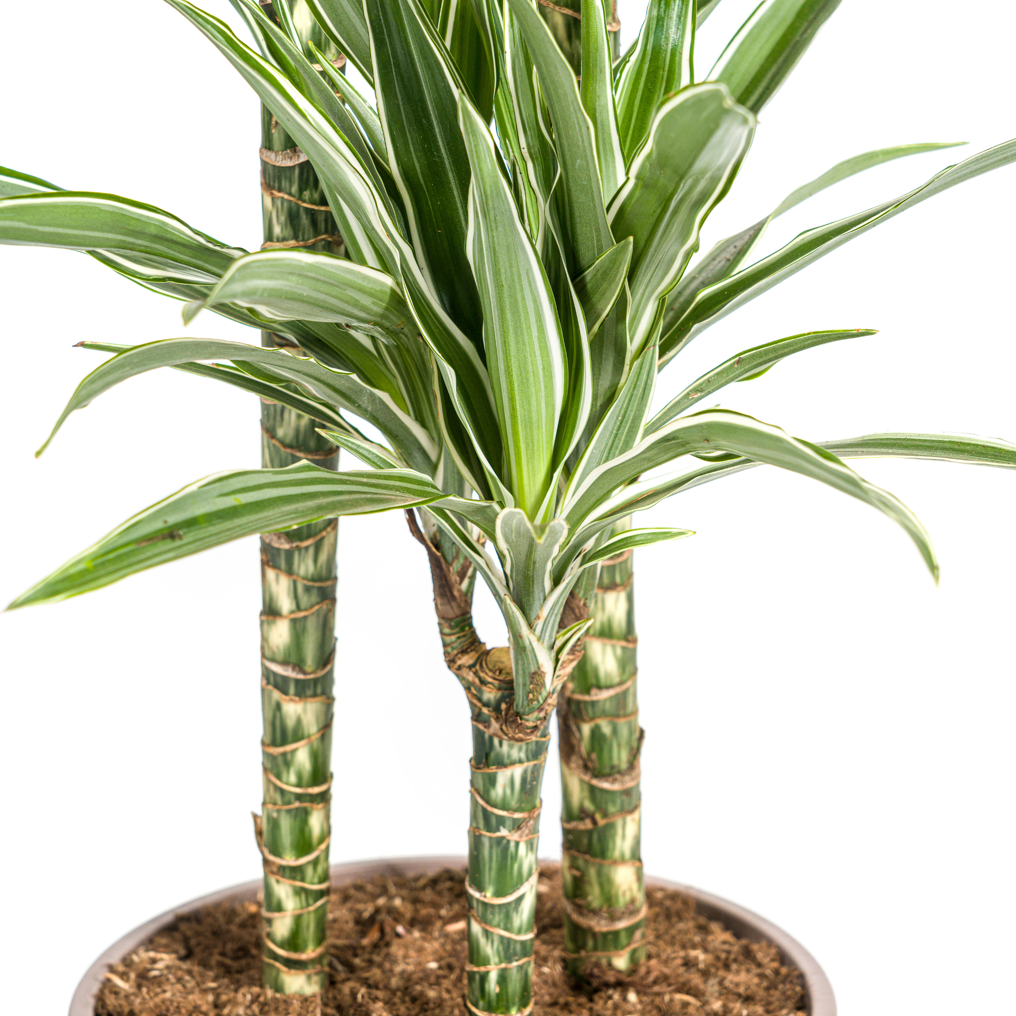 Dracaena Deremensis White Stripe in woonkamerinterieur bij daglicht