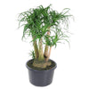Beaucarnea vertakt - 110 cm - ø41 - Plant - plantenmagie