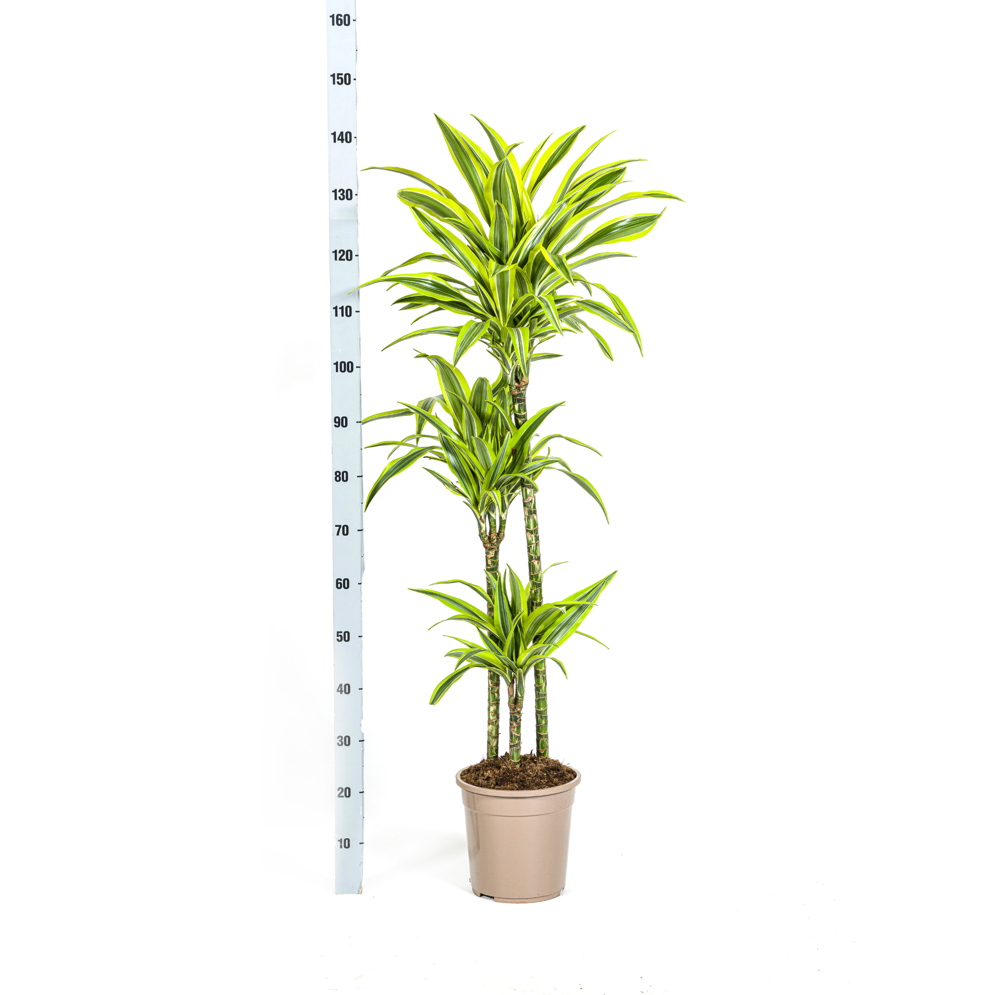 dracaena-lemon-lime-met-mand-plantenmagie-productfoto