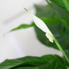 Lepelplant Sweet Lauretta in zwarte mand – luchtzuiverende kamerplant