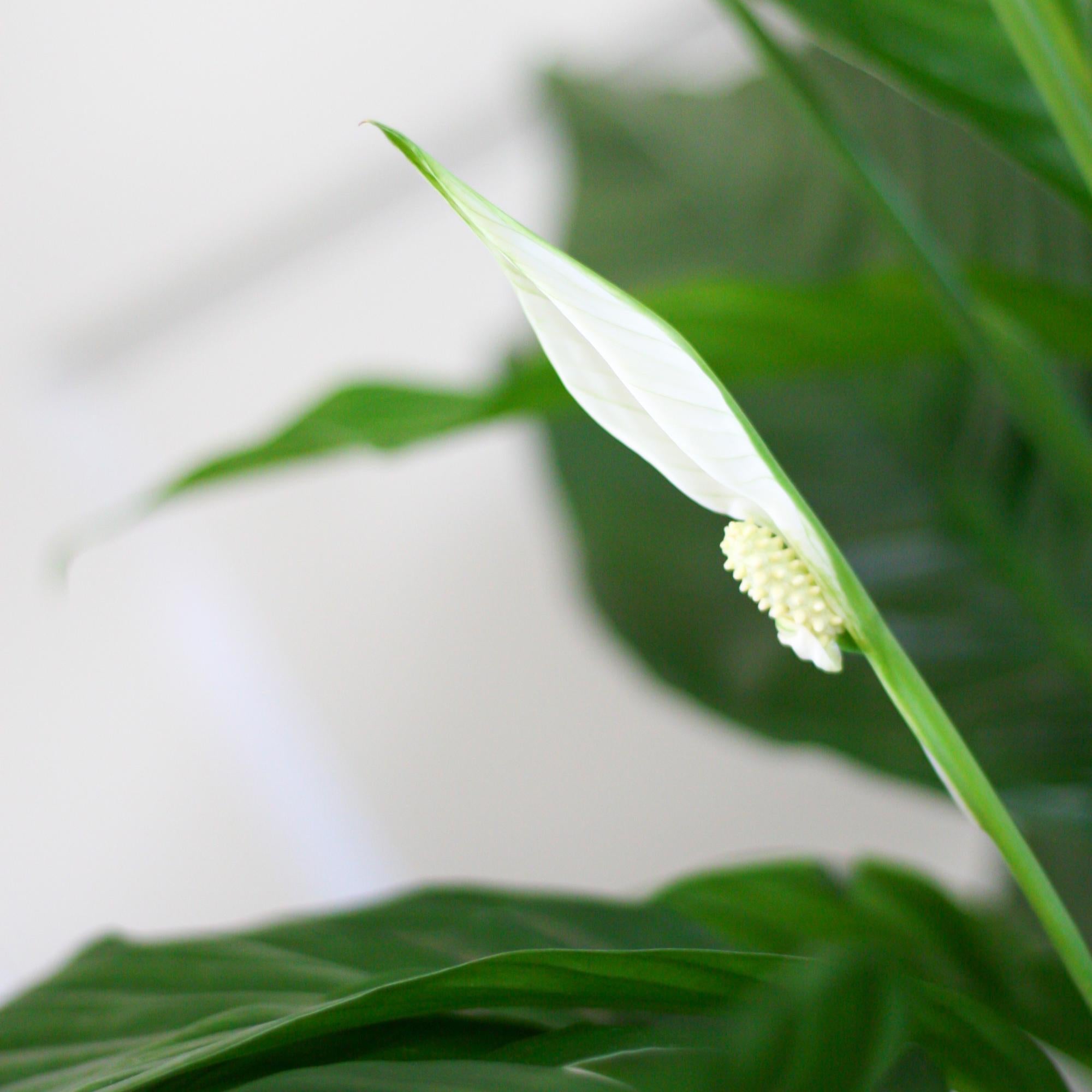 Lepelplant Sweet Lauretta in zwarte mand – luchtzuiverende kamerplant
