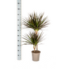luchtzuiverende-dracaena-marginata-voor-woonkamer