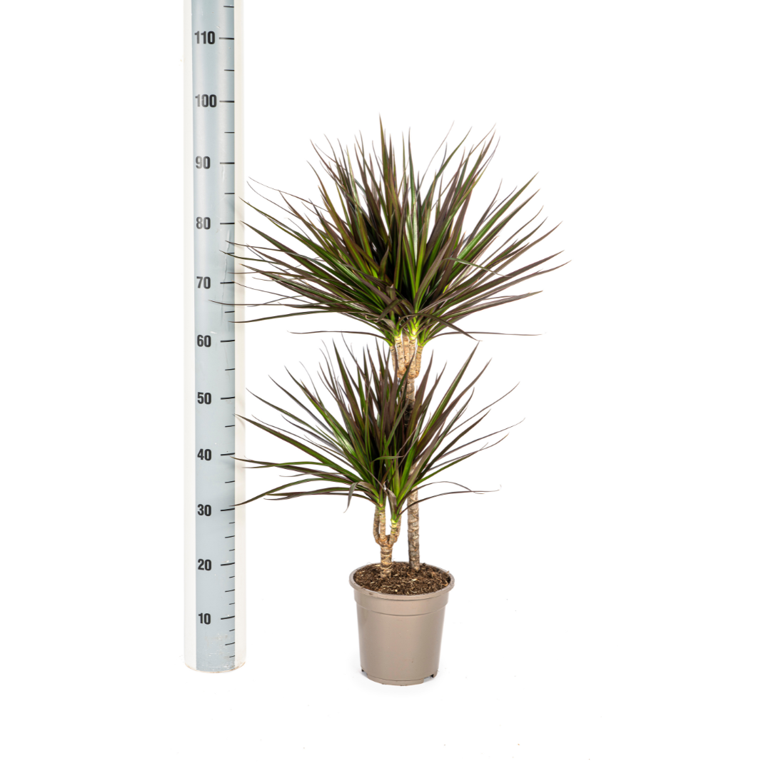 luchtzuiverende-dracaena-marginata-voor-woonkamer