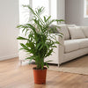 Chamaedorea Seifrizii - 140 cm - ø27 - Plant - plantenmagie