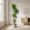 Dracaena Deremensis Hawaiian Sunshine Ø27cm - ↕170 - 190cm