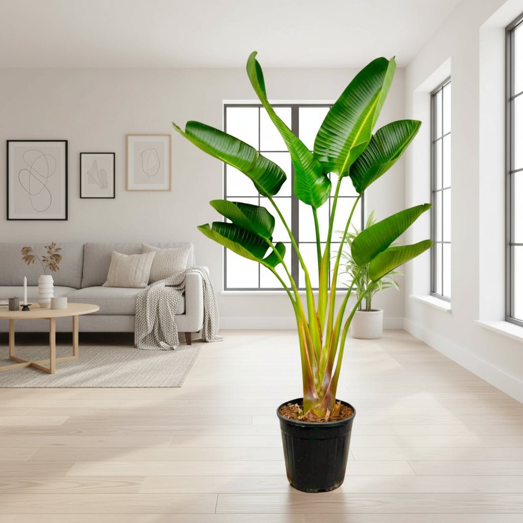 Strelitzia Augusta - 160 cm - Ø21 - 24cm - Plant - plantenmagie