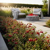 Fruitplanten - Blauwe Bes - Winterhard - 3 Planten