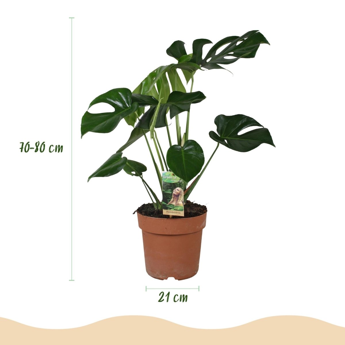 Monstera Deliciosa gatenplant 70–80 cm met grijze pot - Plant - plantenmagie