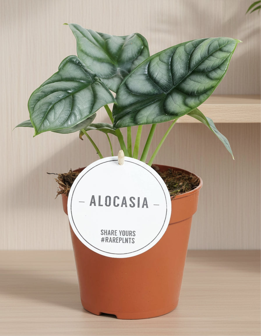 Alocasia Silver Dragon met zilvergroene bladeren en donkere nerven, kamerplant Ø12cm hoogte 25cm