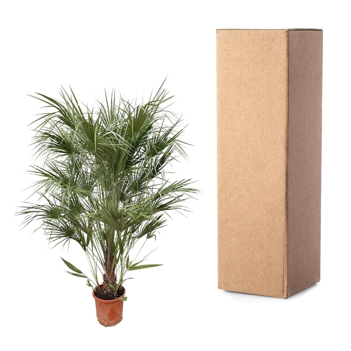 Chamaerops Humilis struik - 170cm- Ø30-Plant-plantenmagie