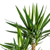 Moderne woonkamer met Yucca Elephantipes als blikvanger