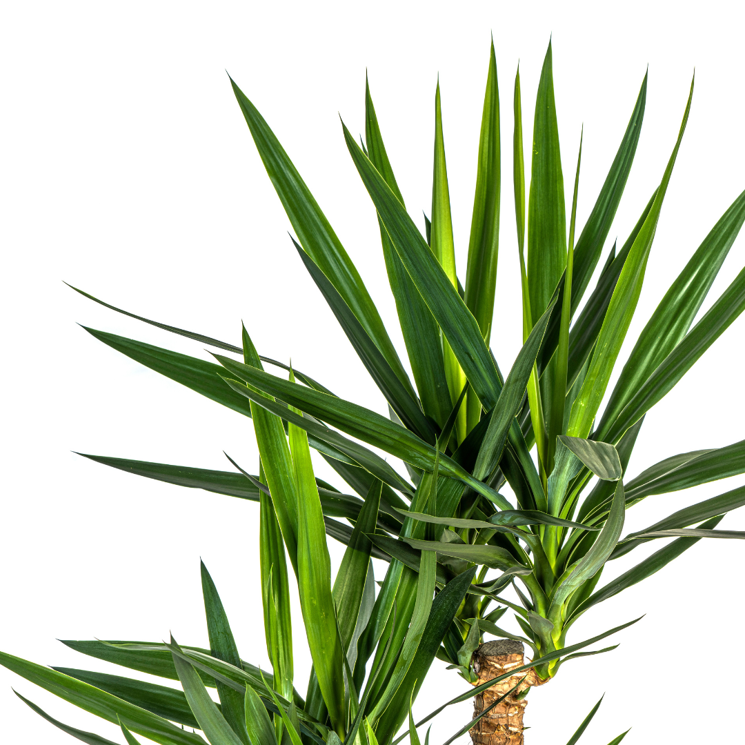 Moderne woonkamer met Yucca Elephantipes als blikvanger