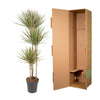 Dracaena Bicolor - 150 cm - ø24 - Plant - plantenmagie