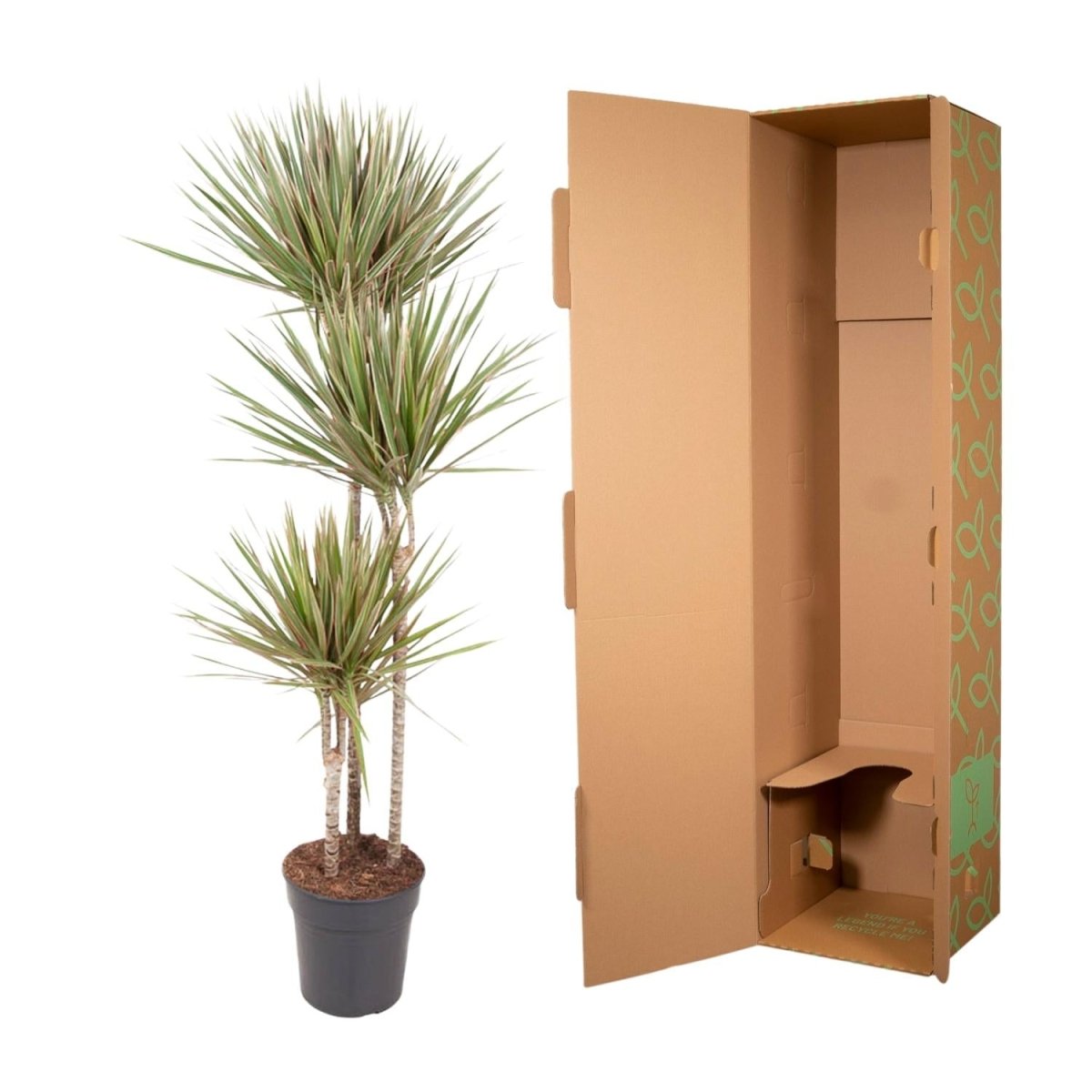 Dracaena Bicolor - 150 cm - ø24 - Plant - plantenmagie