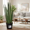 Sansevieria cylindrica 'Bacularis' / Mikado - 38 cm - ø10,5 - Plant - plantenmagie