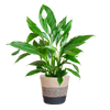 Spathiphyllum Sweet Lauretta met zwarte jute mand – 80 cm