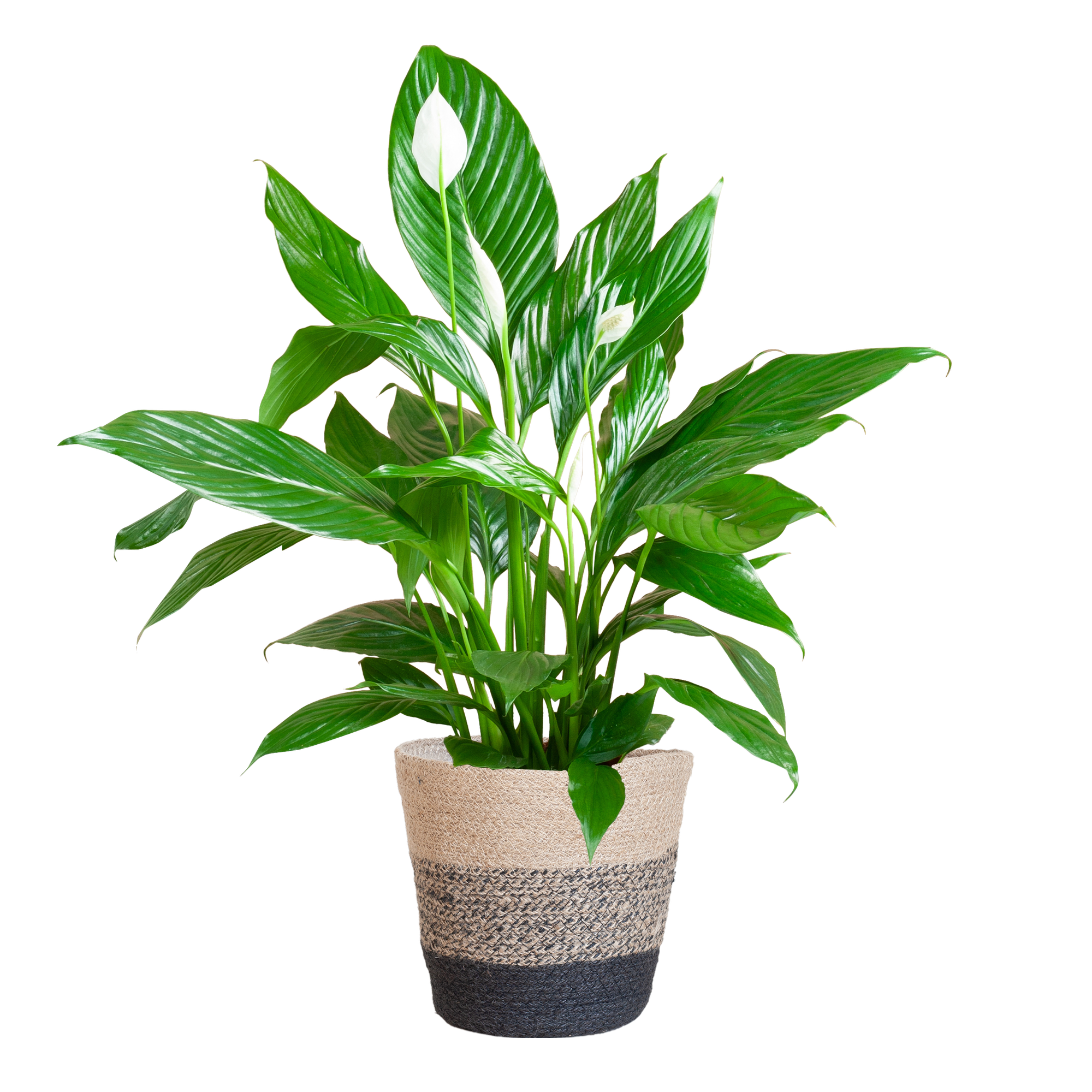 Spathiphyllum Sweet Lauretta met zwarte jute mand – 80 cm