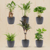 Mini planten set met antraciet keramische potten op houten tafel