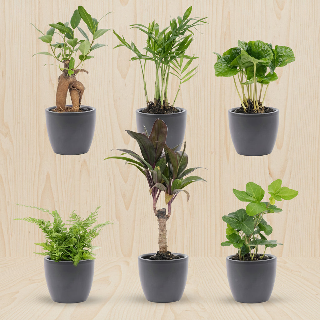 Mini planten set met antraciet keramische potten op houten tafel