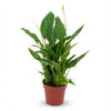 Spathiphyllum lepelplant 35–40 cm - Plant - plantenmagie