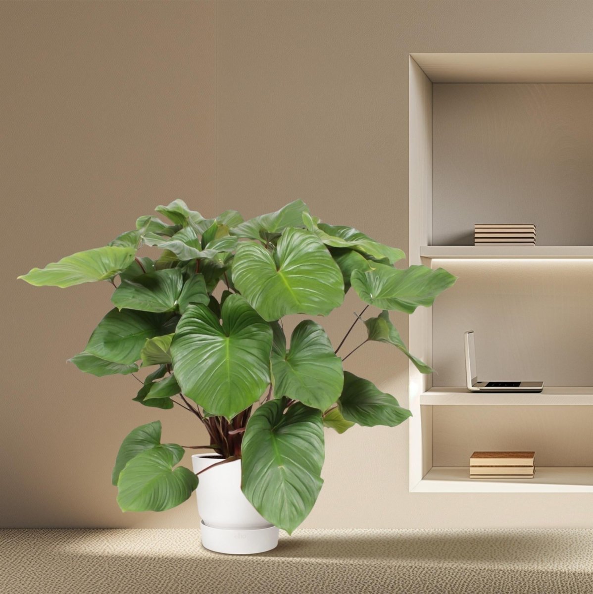 Homalomena Rubescens Maggy - 100 cm - ø24 - Plant - plantenmagie