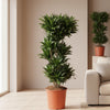 Dracaena Compacta - 140 cm - ø30 - Plant - plantenmagie