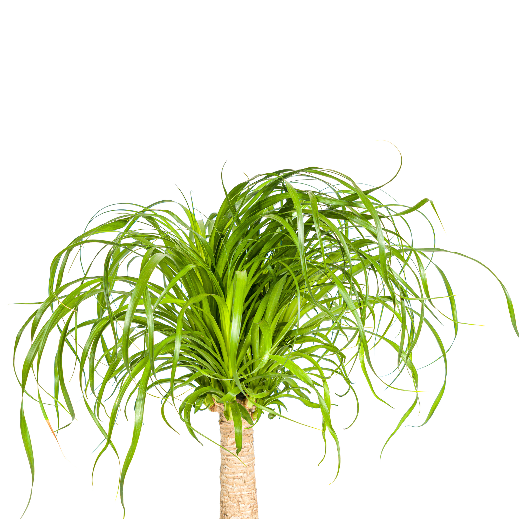 Detail van de stam van de Beaucarnea Recurvata
