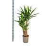 Detail van houten stam en bladeren van Yucca Elephantipes