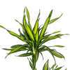 Dracaena Rikki 70–90 cm Ø19 cm - Plant - plantenmagie