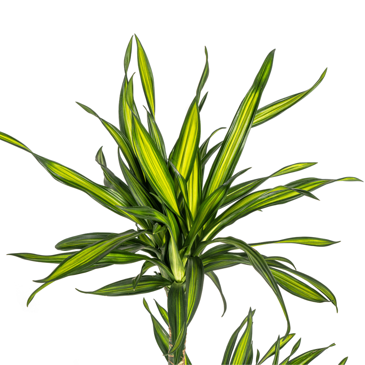 Dracaena Rikki 70–90 cm Ø19 cm - Plant - plantenmagie
