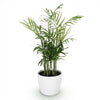 Chamaedorea elegans met pot – huisdiervriendelijke palm | Planten Magie - Plant - plantenmagie