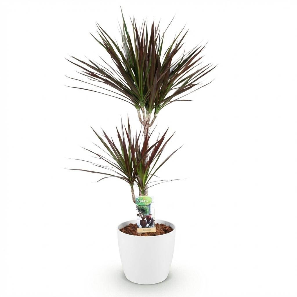 Dracaena Magenta drakenbloedboom 90–100 cm met witte pot - Plant - plantenmagie