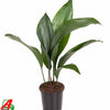 Close-up van Aspidistra Elatior bladeren, donkergroen en glanzend