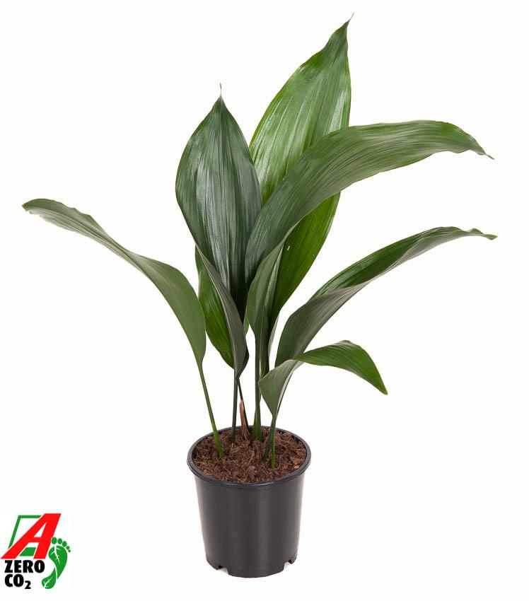 Close-up van Aspidistra Elatior bladeren, donkergroen en glanzend