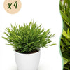 Bamusa Pogonatherum Monica – 20 cm - Plant - plantenmagie