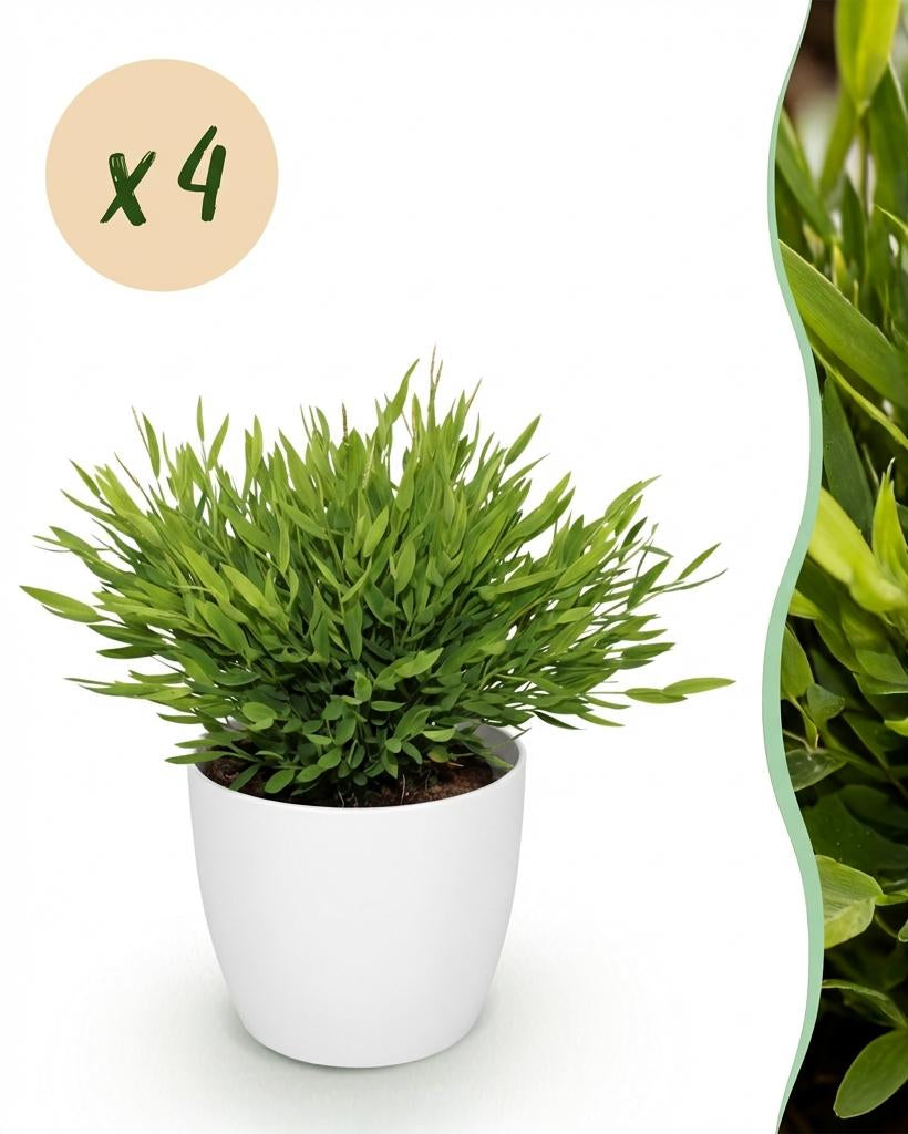 Bamusa Pogonatherum Monica – 20 cm - Plant - plantenmagie