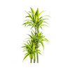 dracaena-lemon-lime-plantenpot-modern-design
